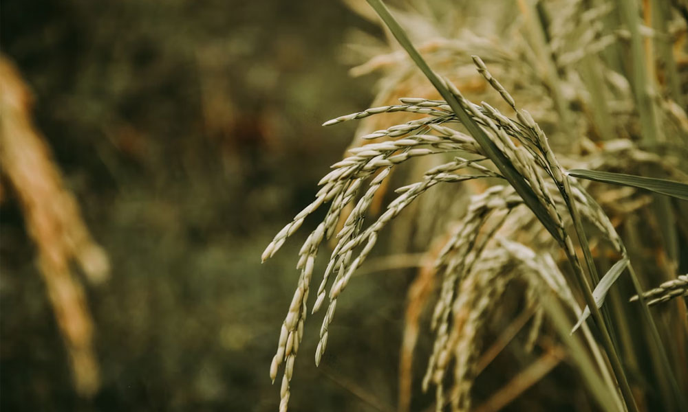 智能农业革命：AI如何重塑从田间到餐桌的粮食生产链